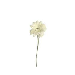 TIGE GERBERA 55CM CREME de Décoration de la maison à Libourne dans K0301