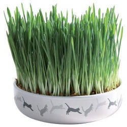 Herbe à chats + gamelle céramique 15×4cm 50 g de Trixie - Produit pour animaux dans T050