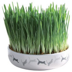 Herbe à chats + gamelle céramique 15×4cm 50 g de Trixie - Produit pour animaux dans T050