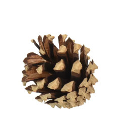 POMME DE PIN NATUREL 200G de Déco de Noël - Jardinerie Bordeaux et Libourne dans K004