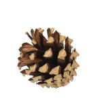POMME DE PIN NATUREL 200G de Déco de Noël - Jardinerie Bordeaux et Libourne dans K004