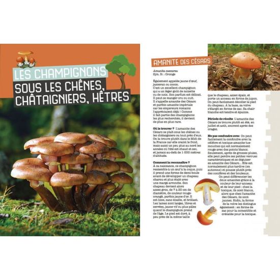 MES PREMIERES CUEILLETTES DE CHAMPIGNONS de Jardinerie Bordeaux Libourne Gironde dans C022