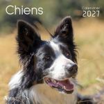 CALENDRIER CHIENS 2027 de Jardinerie Bordeaux Libourne Gironde dans C022