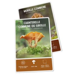 COFFRET MEILLEURS CHAMPIGNONS COMESTIBLES - 36 C de Jardinerie Bordeaux Libourne Gironde dans C022