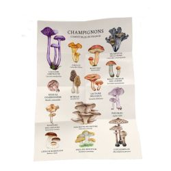 COFFRET MEILLEURS CHAMPIGNONS COMESTIBLES - 36 C de Jardinerie Bordeaux Libourne Gironde dans C022