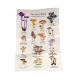 COFFRET MEILLEURS CHAMPIGNONS COMESTIBLES - 36 C de Jardinerie Bordeaux Libourne Gironde dans C022