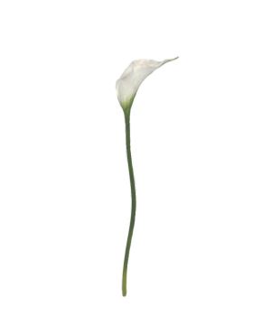 TIGE CALLA LILY BLANC 61CM de Décoration de la maison à Libourne dans K0301
