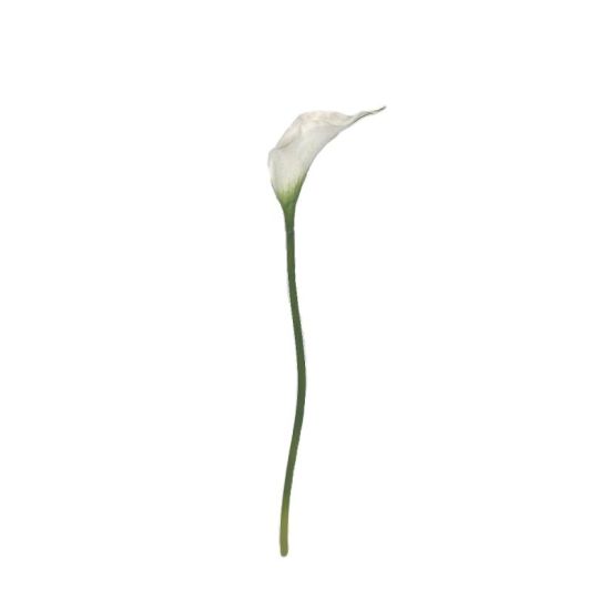 TIGE CALLA LILY BLANC 61CM de Décoration de la maison à Libourne dans K0301
