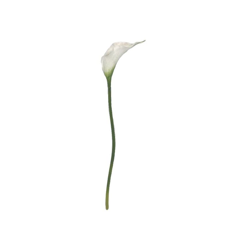 TIGE CALLA LILY BLANC 61CM de Décoration de la maison à Libourne dans K0301