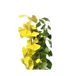 BRANCHE FEUILLES DE GINKO JAUNE 97CM de Décoration de la maison à Libourne dans K0301