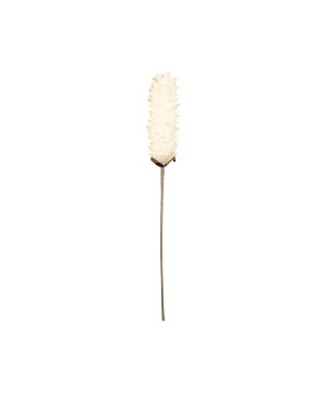 FLEUR TUMBA ECRU H61CM de Décoration de la maison à Libourne dans Y001