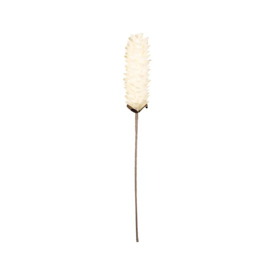 FLEUR TUMBA ECRU H61CM de Décoration de la maison à Libourne dans Y001
