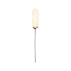 FLEUR TUMBA ECRU H61CM de Décoration de la maison à Libourne dans Y001