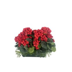 JARDINIERE GERANIUMS ZONALS ROUGE de Décoration de la maison à Libourne dans K0301