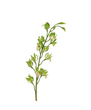 TIGE MINI CATTLEYAS VERT 63.5CM de Décoration de la maison à Libourne dans K0301