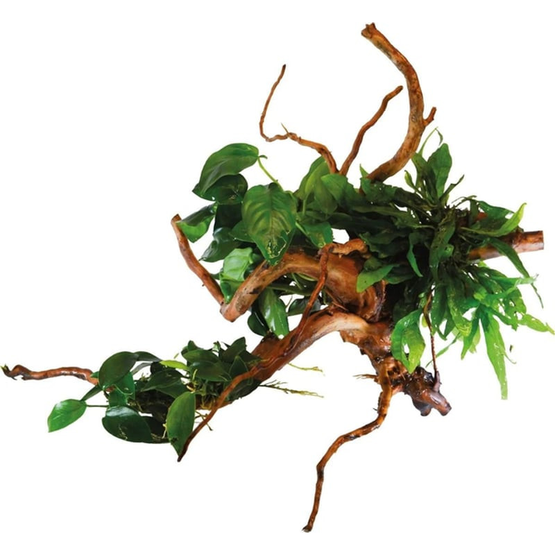 RACINE ARAIGNEE S AVEC PLANTES de Superfish - Aquadistri - accessoires pour aquarium et bassin dans A075