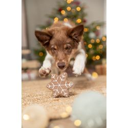 Xmas Etoile, latex, 10 cm de Trixie - Produit pour animaux dans T050