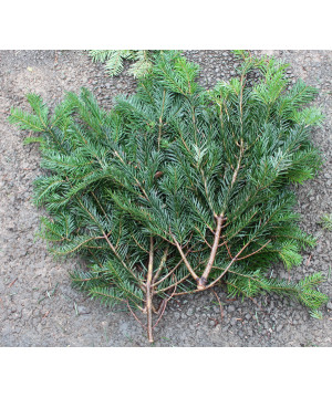 BRANCHES DE SAPINS de Sapin de Noël - Libourne - Bordeaux en Gironde dans 🌲Sapin de Noel Naturel de Gironde