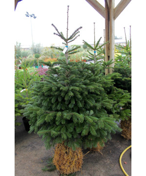 NORDMAN MOTTE 125/150 LIEN VERT de Sapin de Noël - Libourne - Bordeaux en Gironde dans 🌲Sapin de Noel Naturel de Gironde