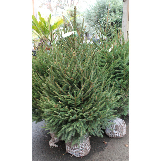 EPICEA MOTTE 150/175 BLEU de Sapin de Noël - Libourne - Bordeaux en Gironde dans 🌲Sapin de Noel Naturel de Gironde