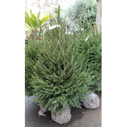 EPICEA MOTTE 150/175 BLEU de Sapin de Noël - Libourne - Bordeaux en Gironde dans 🌲Sapin de Noel Naturel de Gironde