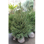 EPICEA MOTTE 150/175 BLEU de Sapin de Noël - Libourne - Bordeaux en Gironde dans 🌲Sapin de Noel Naturel de Gironde