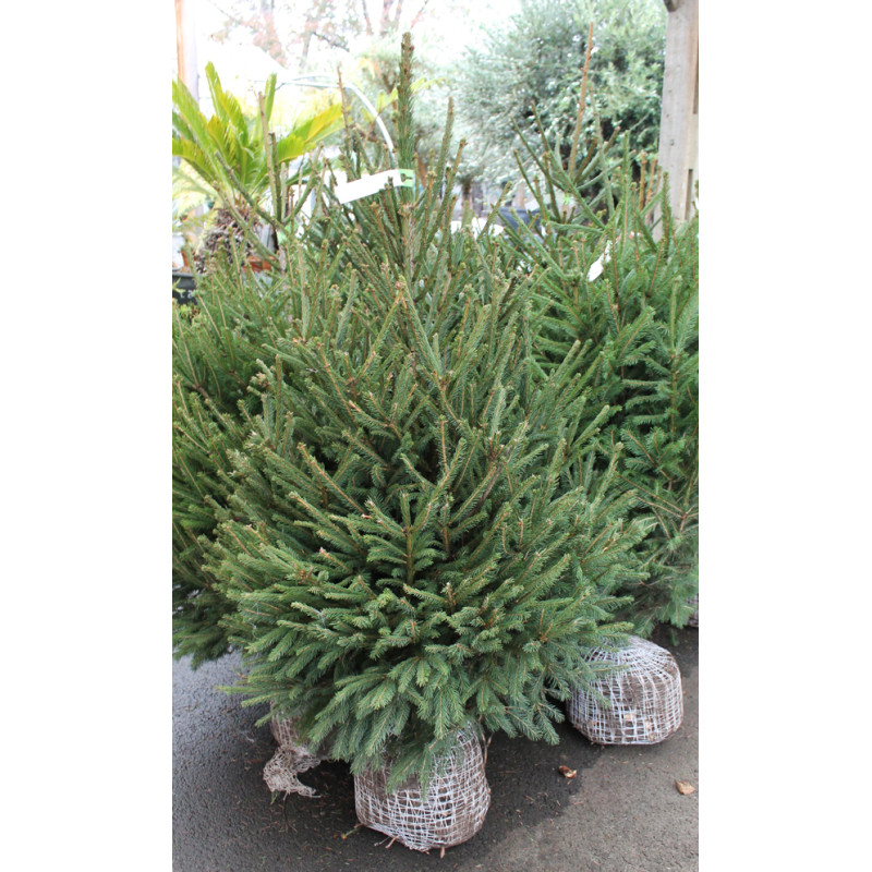 EPICEA MOTTE 150/175 BLEU de Sapin de Noël - Libourne - Bordeaux en Gironde dans 🌲Sapin de Noel Naturel de Gironde