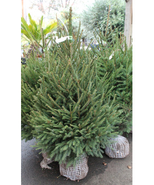 EPICEA MOTTE 125/150 VERT de Sapin de Noël - Libourne - Bordeaux en Gironde dans 🌲Sapin de Noel Naturel de Gironde