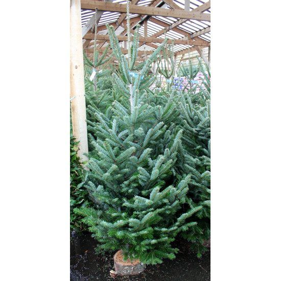 NORDMAN COUP 150/175 BLEU/BLANC de Sapin de Noël - Libourne - Bordeaux en Gironde dans 🌲Sapin de Noel Naturel de Gironde