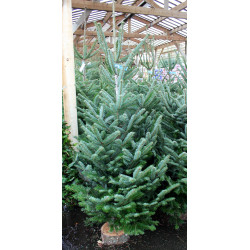 NORDMAN COUP 150/175 BLEU/BLANC de Sapin de Noël - Libourne - Bordeaux en Gironde dans 🌲Sapin de Noel Naturel de Gironde