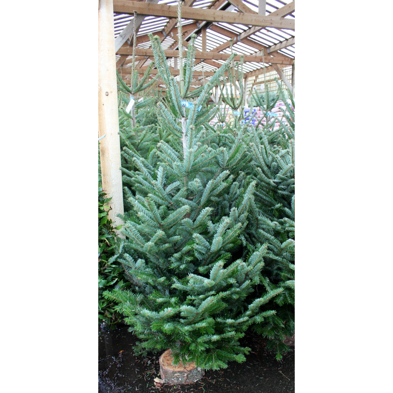 NORDMAN COUP 150/175 BLEU/BLANC de Sapin de Noël - Libourne - Bordeaux en Gironde dans 🌲Sapin de Noel Naturel de Gironde