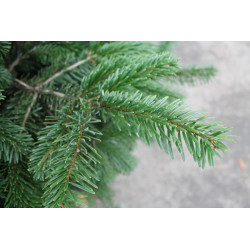 NORDMAN COUP 150/175 BLEU/BLANC de Sapin de Noël - Libourne - Bordeaux en Gironde dans 🌲Sapin de Noel Naturel de Gironde