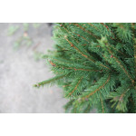 EPICEA MOTTE 150/175 BLEU de Sapin de Noël - Libourne - Bordeaux en Gironde dans 🌲Sapin de Noel Naturel de Gironde