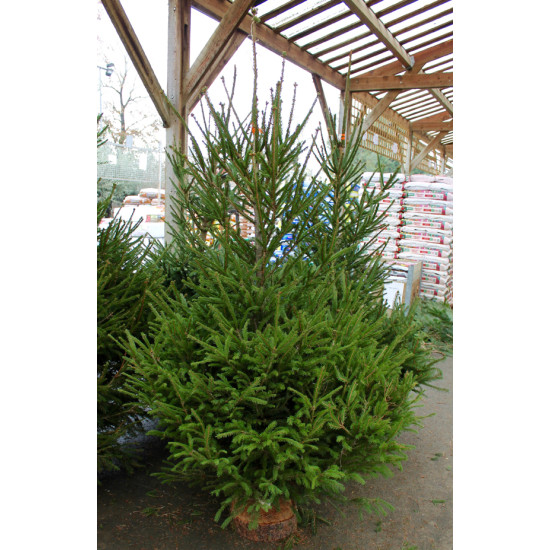 EPICEA COUPE 100/150 ROUGE de Sapin de Noël - Libourne - Bordeaux en Gironde dans 🌲Sapin de Noel Naturel de l'estuaire de Gir...