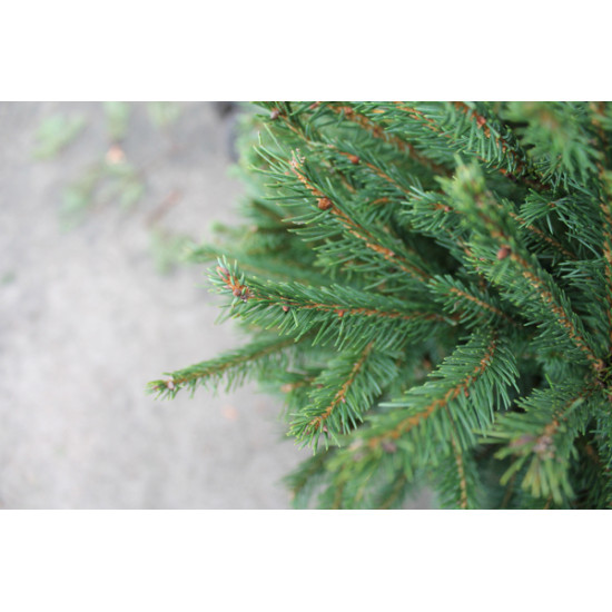 EPICEA COUPE 100/150 ROUGE de Sapin de Noël - Libourne - Bordeaux en Gironde dans 🌲Sapin de Noel Naturel de l'estuaire de Gir...