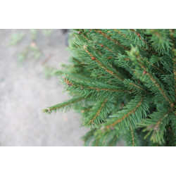 EPICEA COUPE 100/150 ROUGE de Sapin de Noël - Libourne - Bordeaux en Gironde dans 🌲Sapin de Noel Naturel de l'estuaire de Gir...