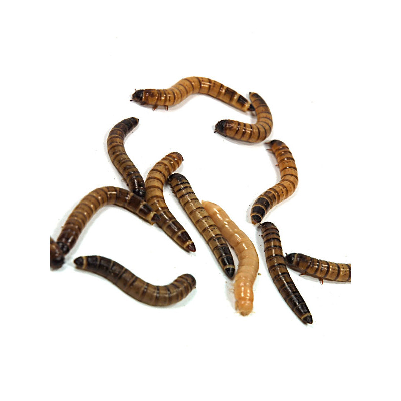 VERS MORIOS EN BOITE de Insecte libourne - bordeaux dans Alimentation Vivante pour reptiles