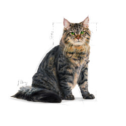 Chat Urinary Care 4Kg Royal Canin de Royal Canin - Croquette chien et chat dans Croquettes Royal Canin pour chats
