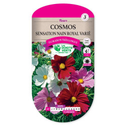 Cosmos Sensation Nain Royal Varie -graines de Les Doigts Verts - graines de Gironde à Bordeaux dans Graines de fleurs en C