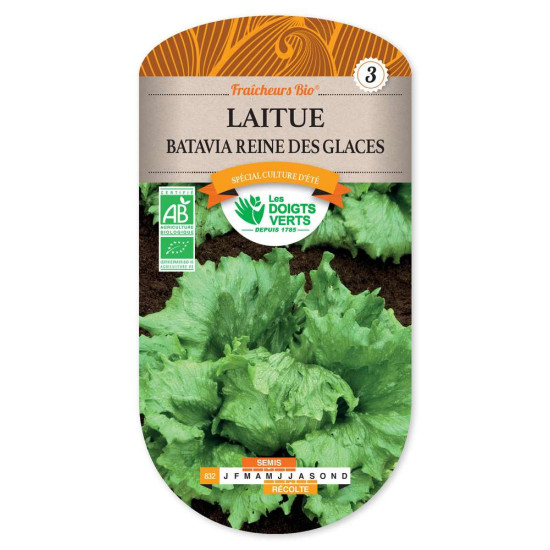 Laitue Batavia Reine Glaces Fraic.B -graines de Les Doigts Verts - graines de Gironde à Bordeaux dans Graines de Salade - Laitue
