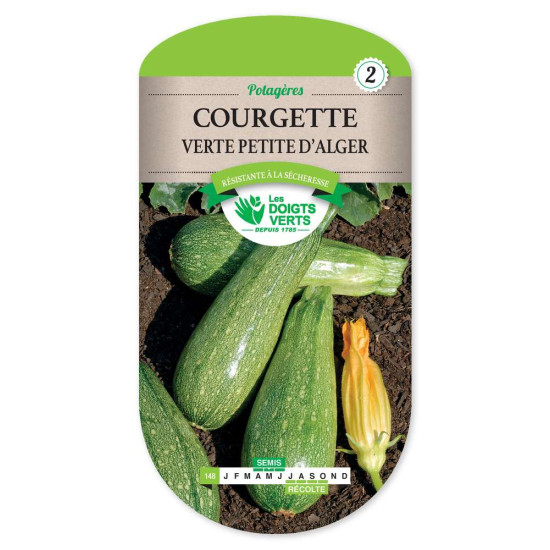 Courgette Verte Petite D'Alger -graines de Les Doigts Verts - graines de Gironde à Bordeaux dans Graines de Courgette - Courge