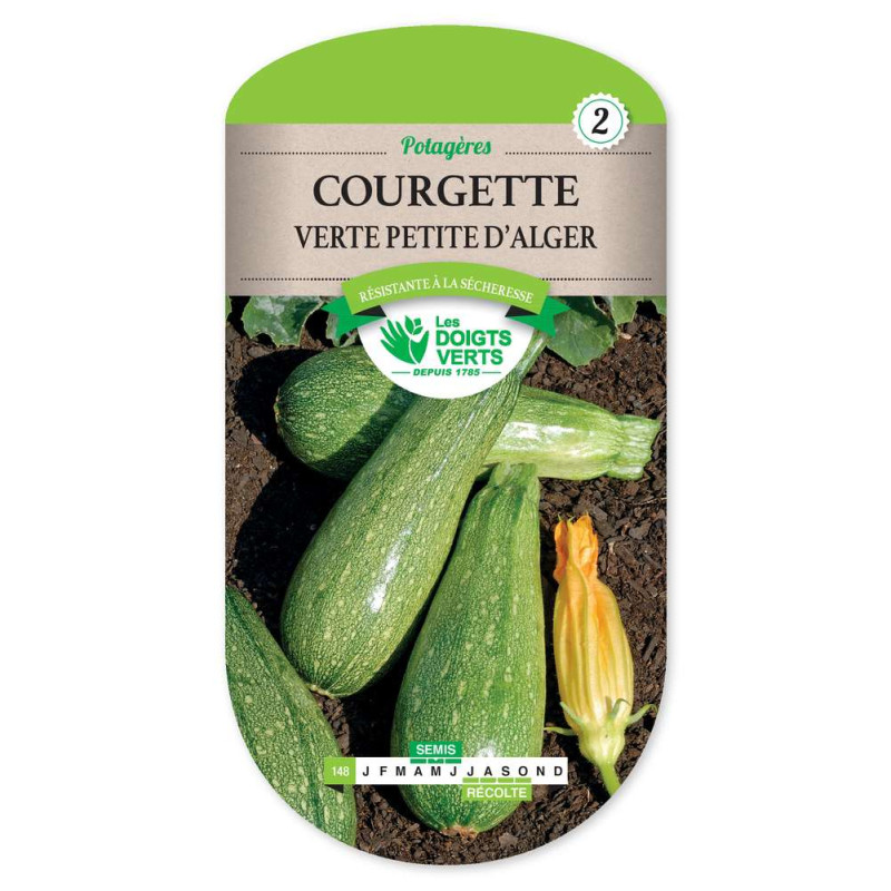 Courgette Verte Petite D'Alger -graines de Les Doigts Verts - graines de Gironde à Bordeaux dans Graines de Courgette - Courge