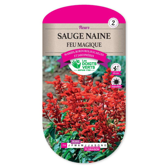 Sauge Naine Feu Magique -graines de Les Doigts Verts - graines de Gironde à Bordeaux dans Graines de fleurs en S