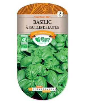Basilic Feuille De Laitue Fraich.Bi -graines de Les Doigts Verts - graines de Gironde à Bordeaux dans Graines de Basilic