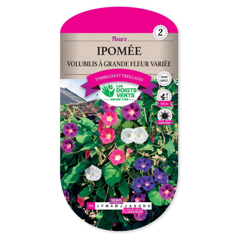 Ipomee Volubilis Gde Fleur Varie -graines de Les Doigts Verts - graines de Gironde à Bordeaux dans Graines de fleurs en I
