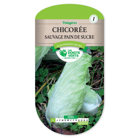 Chicoree Sauv.Pain De Sucre -graines de Les Doigts Verts - graines de Gironde à Bordeaux dans Graines de Chicoree