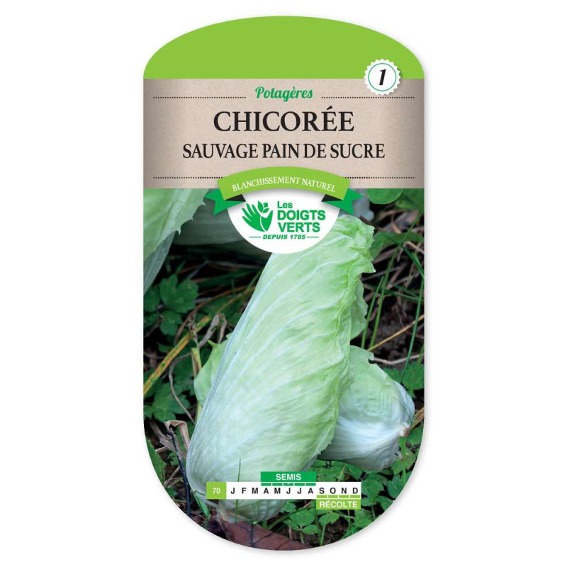 Chicoree Sauv.Pain De Sucre -graines de Les Doigts Verts - graines de Gironde à Bordeaux dans Graines de Chicoree