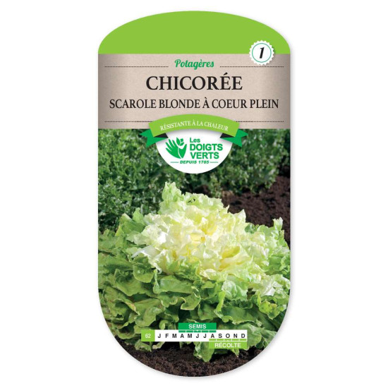 Chicoree Scarole Blonde A Coeur Ple -graines de Les Doigts Verts - graines de Gironde à Bordeaux dans Graines de Chicoree