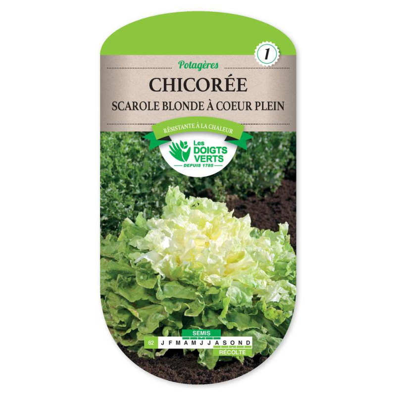Chicoree Scarole Blonde A Coeur Ple -graines de Les Doigts Verts - graines de Gironde à Bordeaux dans Graines de Chicoree