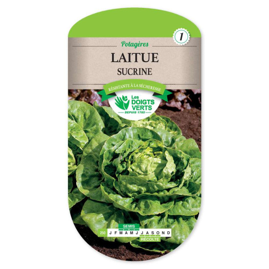 Laitue Sucrine -graines de Les Doigts Verts - graines de Gironde à Bordeaux dans Graines de Salade - Laitue